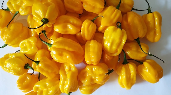 Yellow Habanero  Chilli pepper